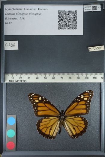 Media type: image;   Entomology 165385